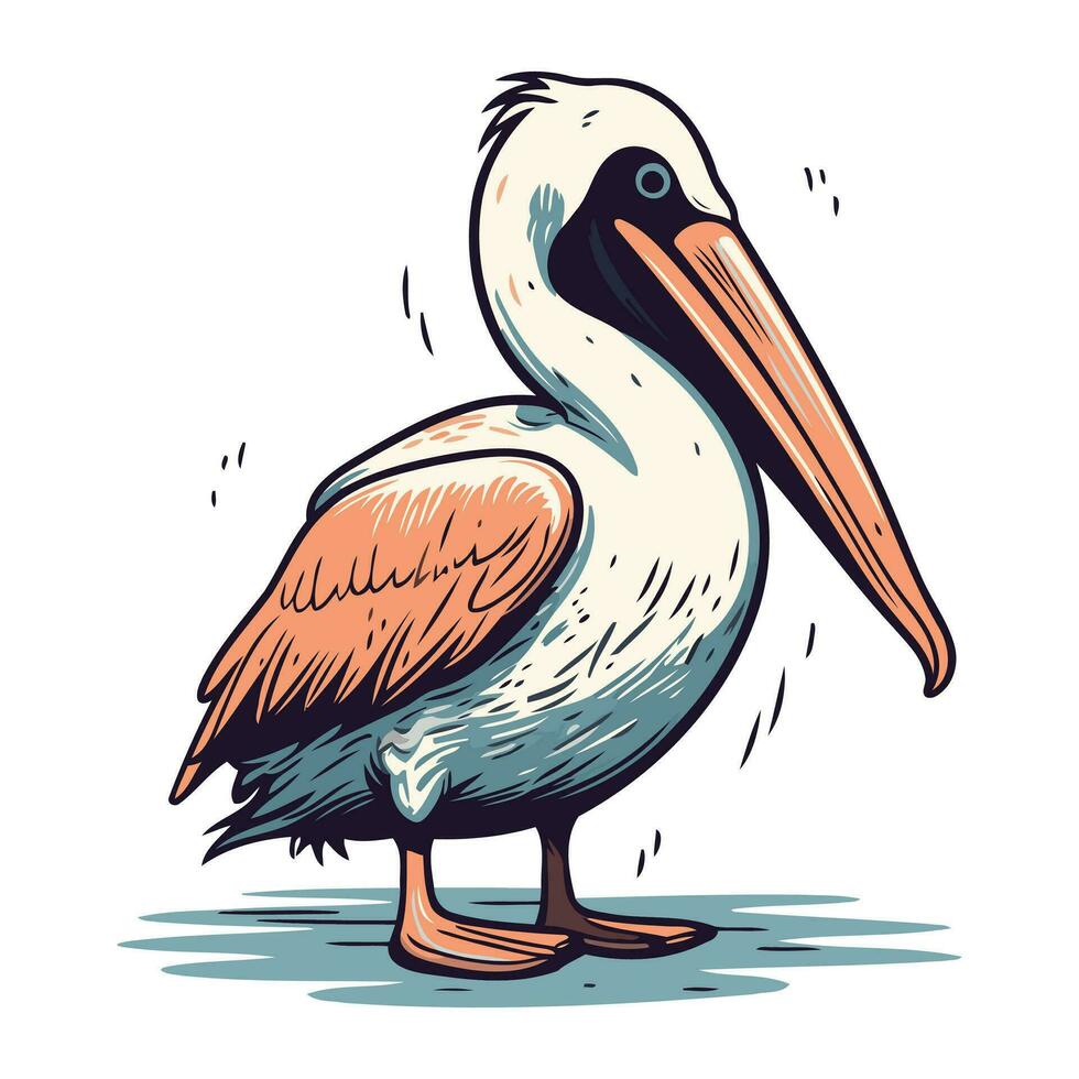 Pelican vector illustration. Hand drawn pelican isolated on white background.