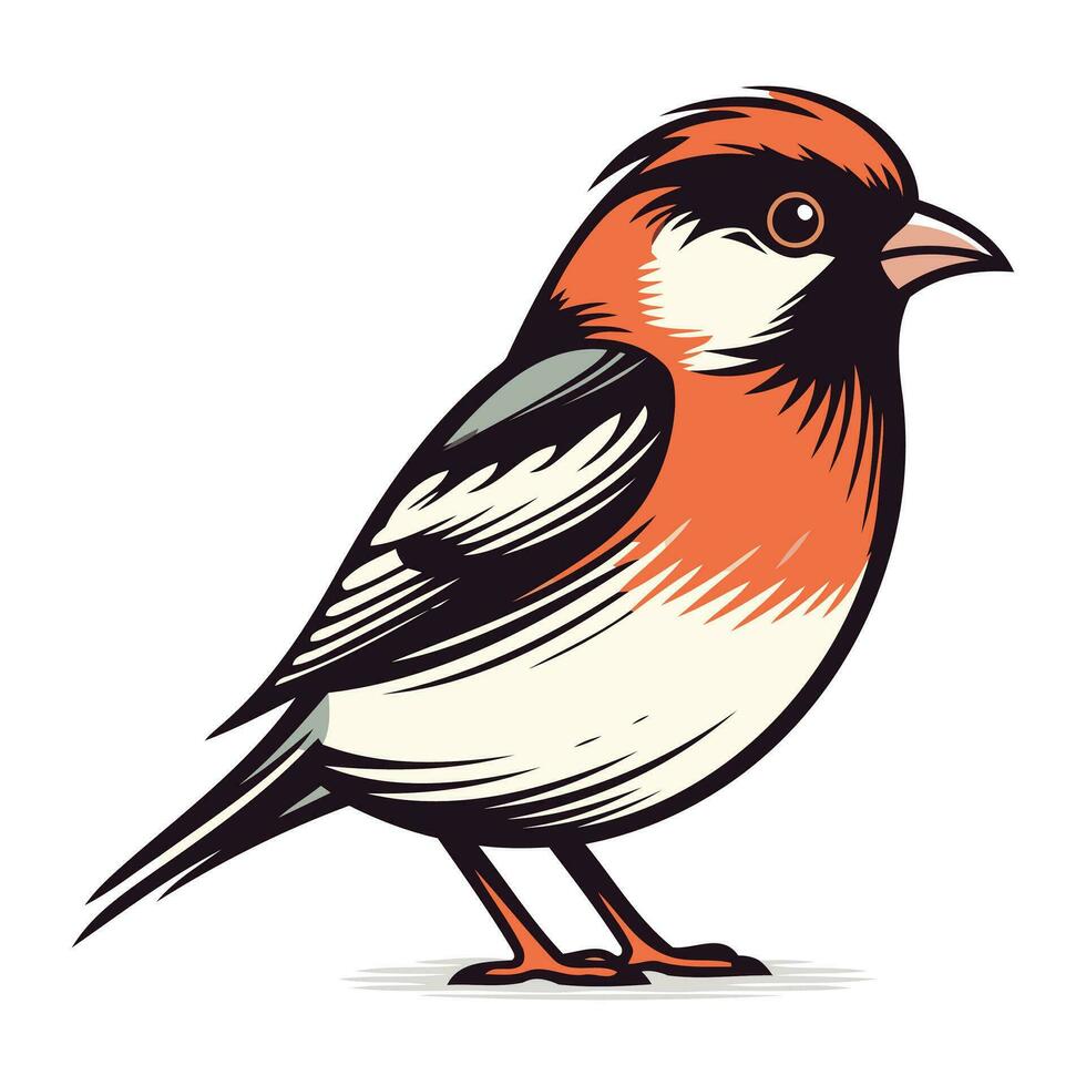 Bullfinch bird isolated on white background. Hand drawn vector illustration.