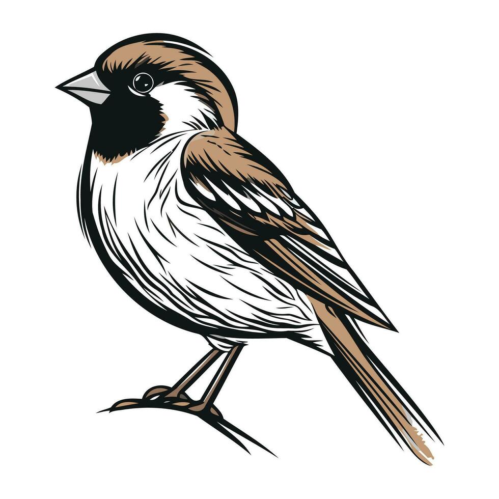 Sparrow bird isolated on white background. Hand drawn vector illustration.