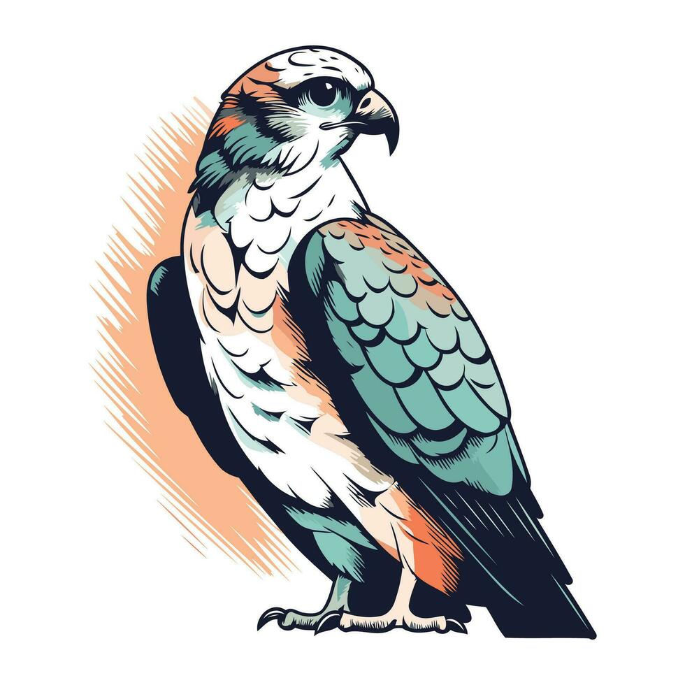 halcón. pájaro de presa. vector ilustración en blanco antecedentes.