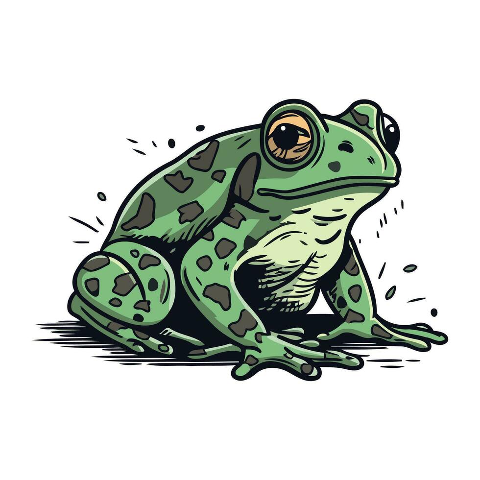 rana. vector ilustración de un verde rana en un blanco antecedentes.
