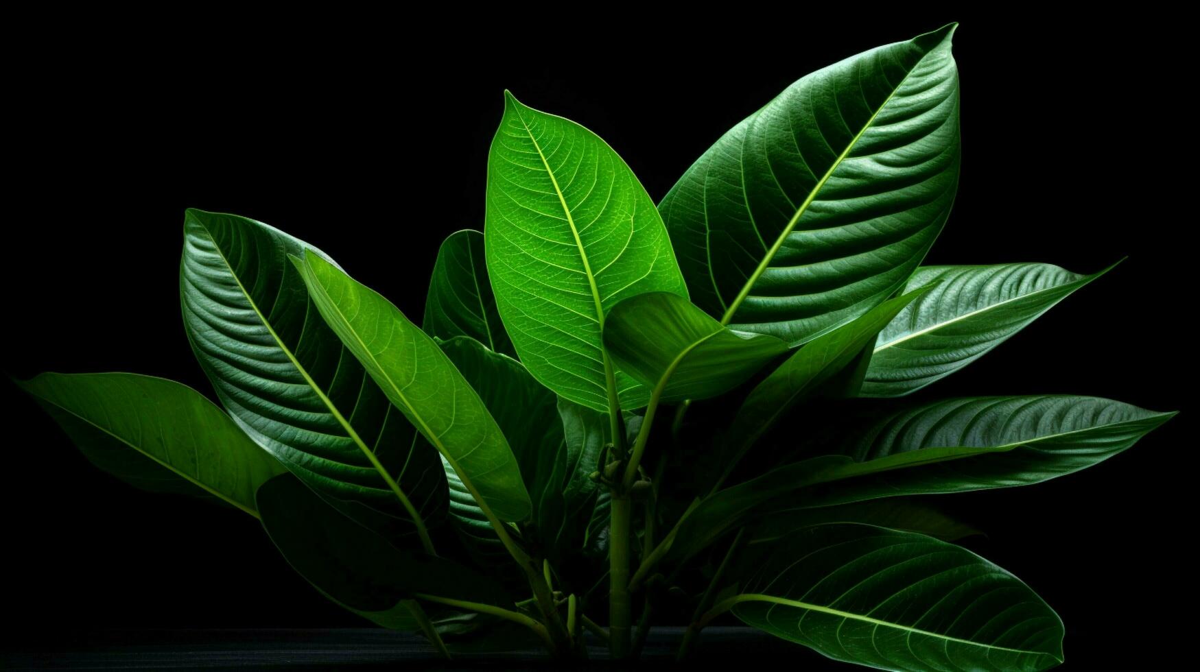 a plant with green leaves and a black background photo