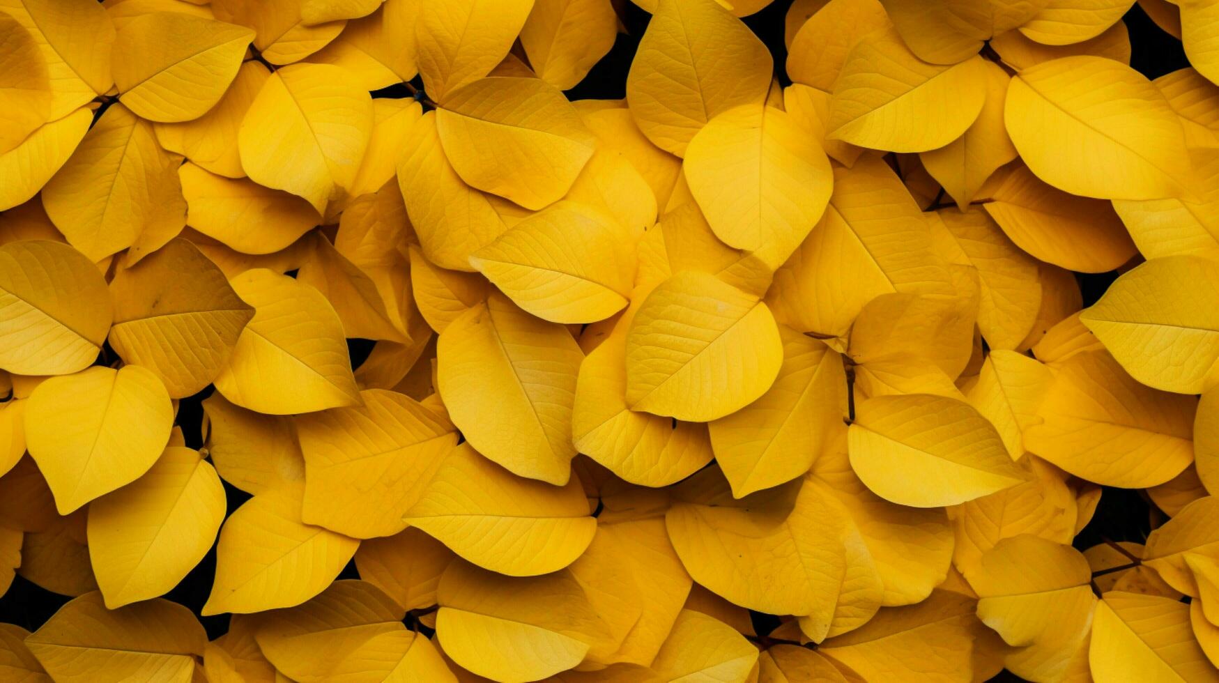 floral pattern of yellow leaves in nature photo