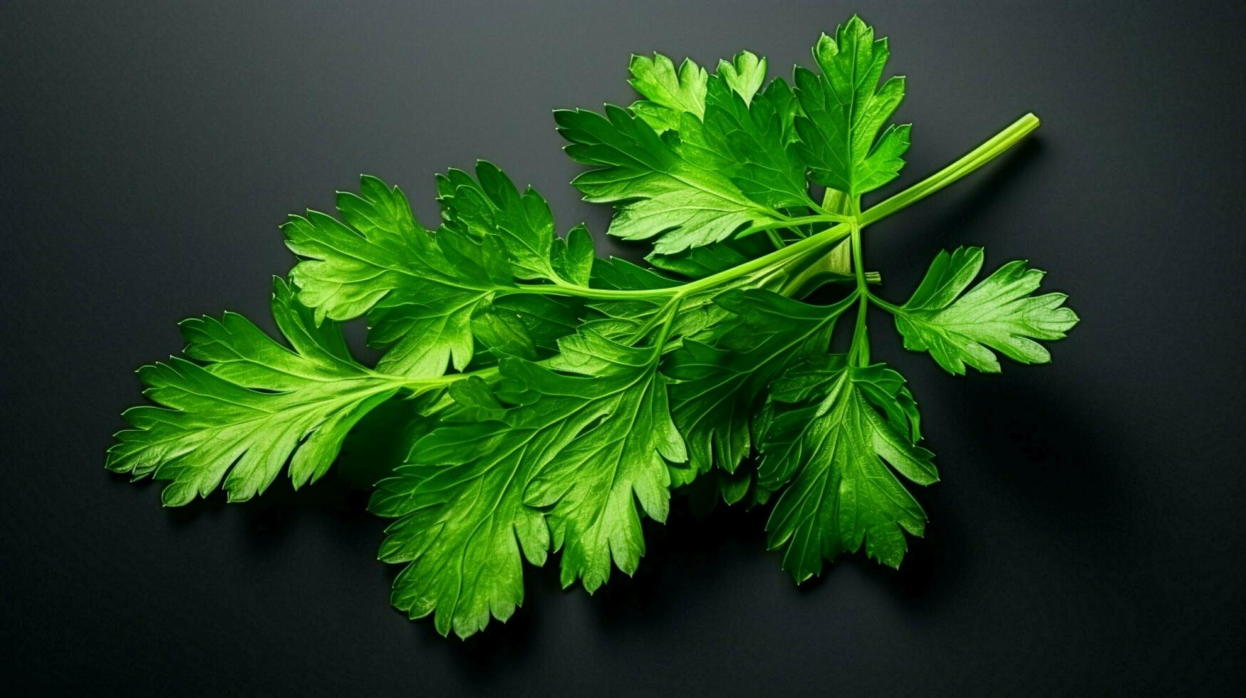 fresh leaf of parsley a healthy green vegetable for organic photo