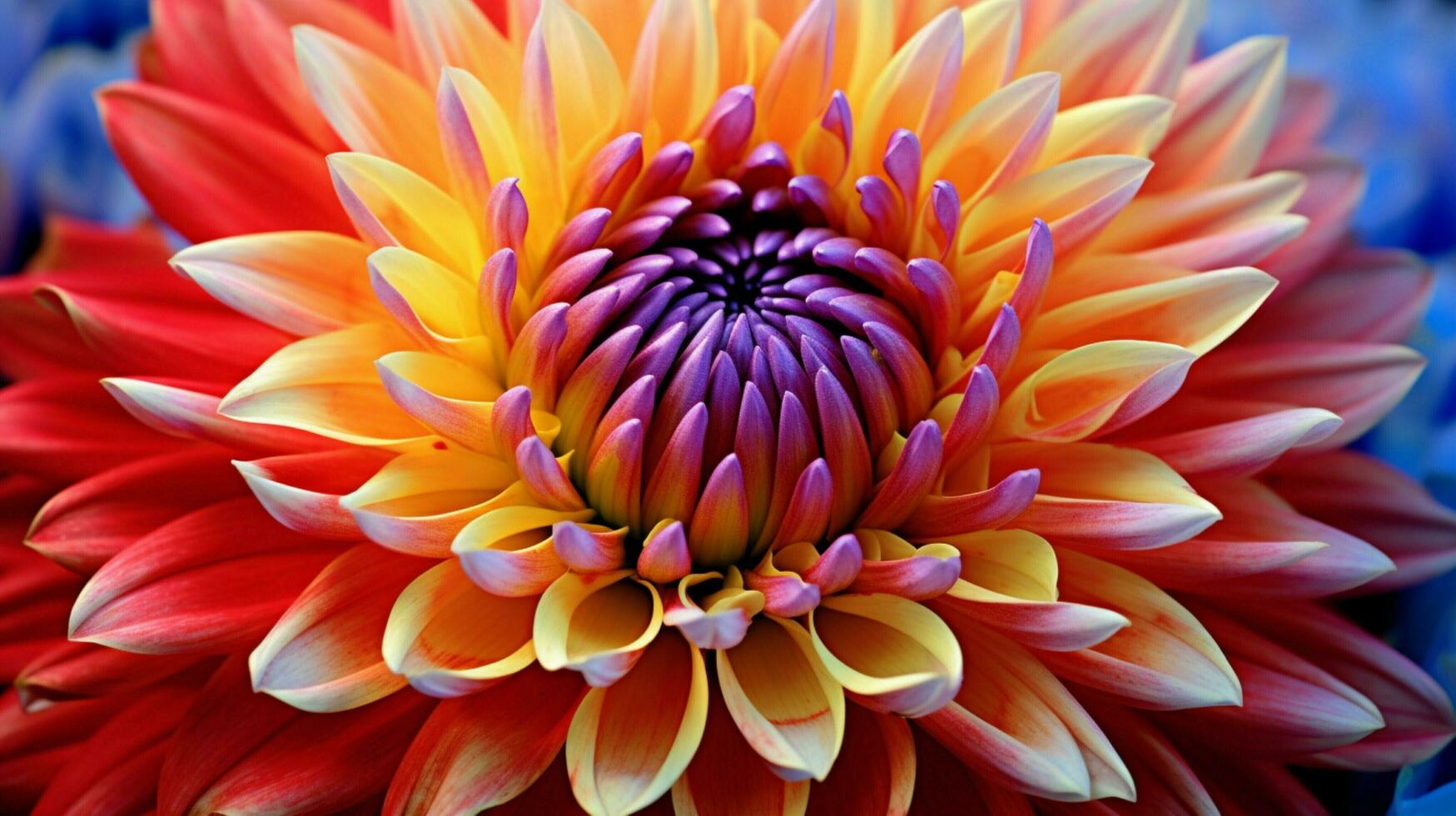 vibrant colored flower head close up showcasing petal photo