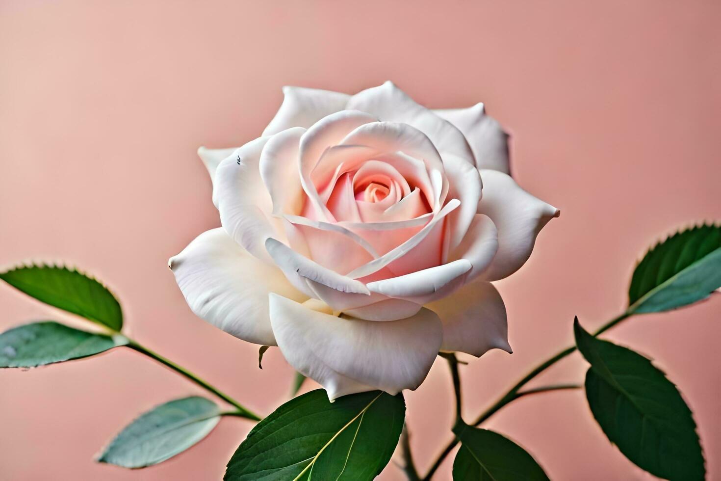 a single white rose is shown on a pink background. AIGenerated