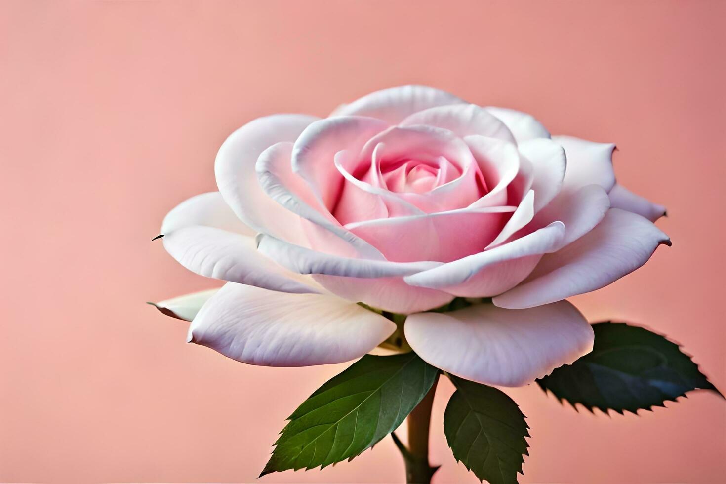 a single white rose is shown against a pink background. AIGenerated