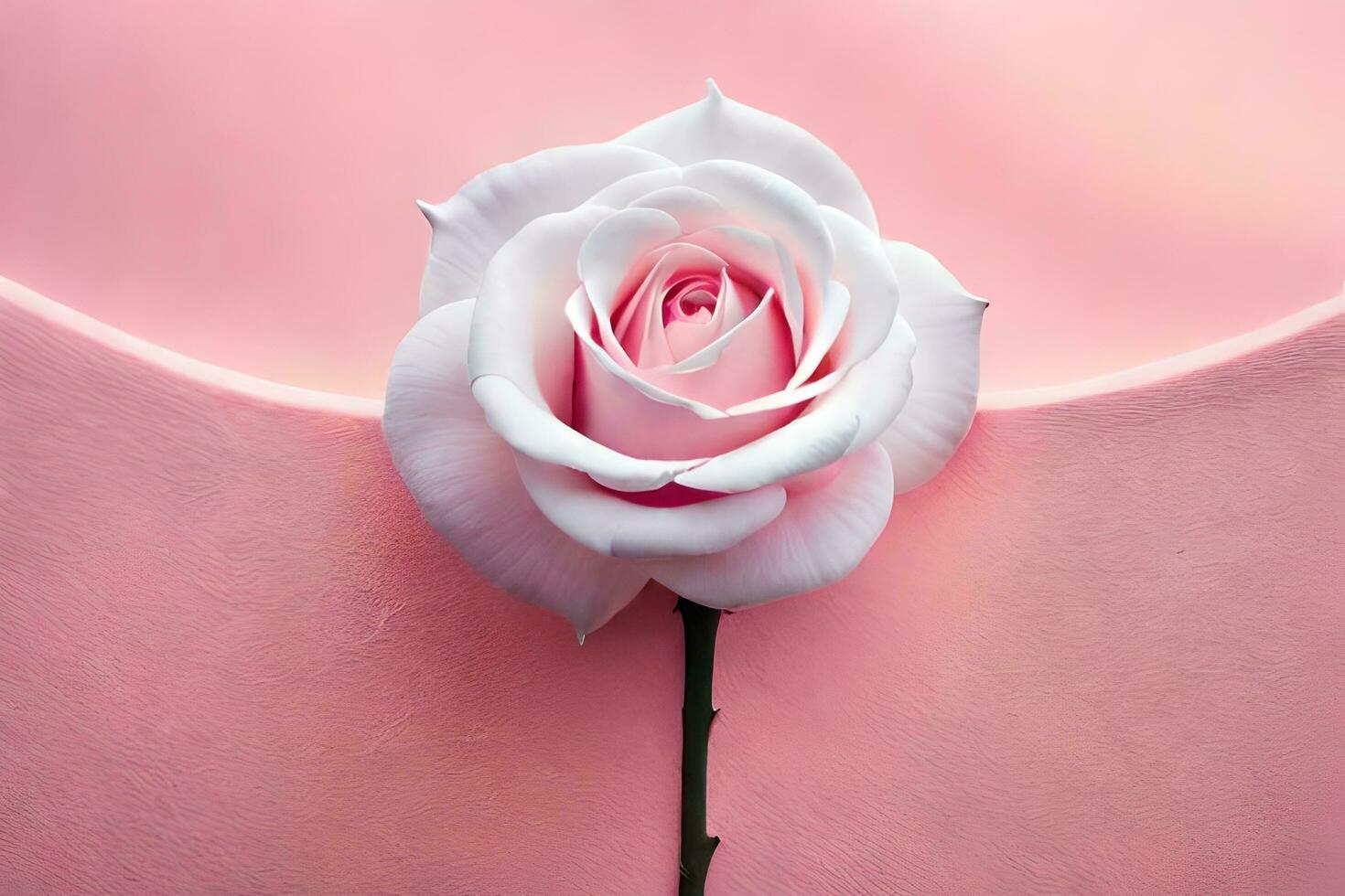 a single white rose is shown on a pink background. AIGenerated