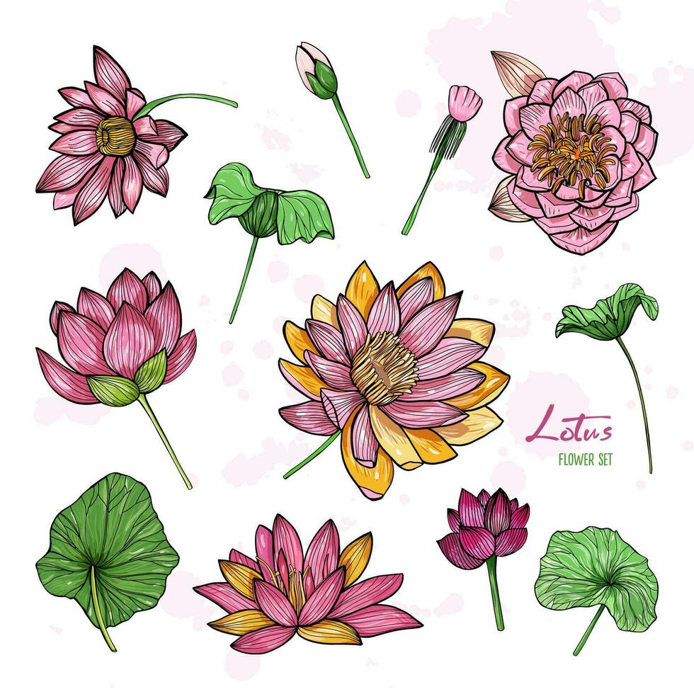 Set of lotus flower in different views. Bloomed, buds and leaves. Hand drawn colorful illustrations collection. vector