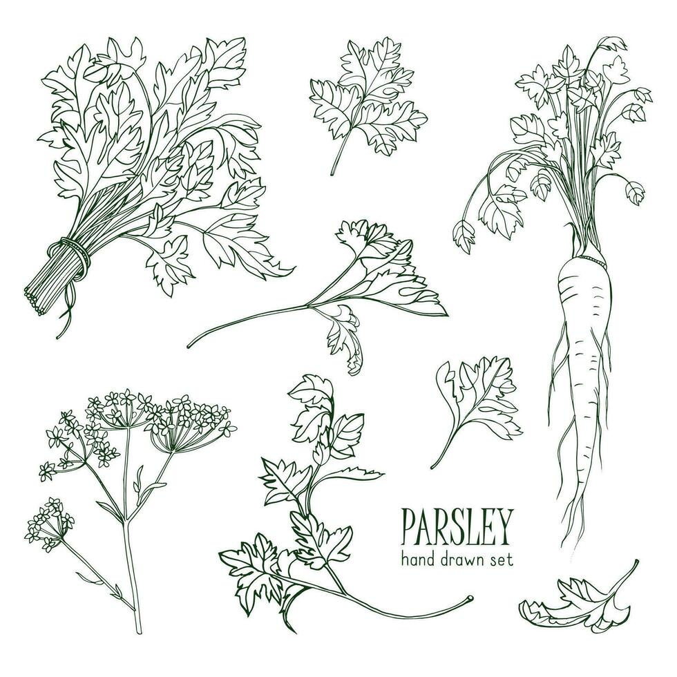 perejil colocar. mano dibujado contorno colección con verduras, racimo, hoja, raíz, flor. vector ilustración.