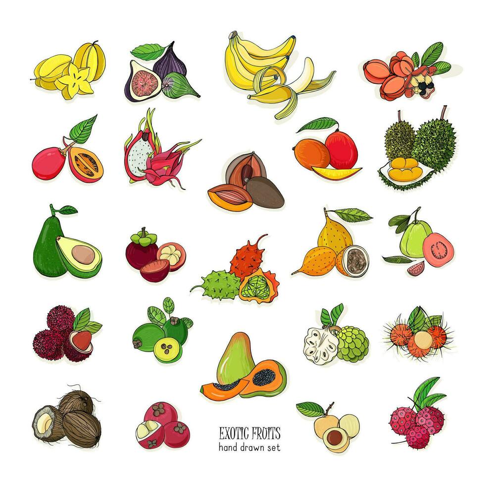 exotic tropical fruits hand drawn set. Collection of whole fruit and cutaway. Avocado, Ackee, Banana, Guava, Dogwood, Durian, Figs, Carambola, Kiwano, Coconut, Lychee, Longan, Mango, Mangosteen. vector