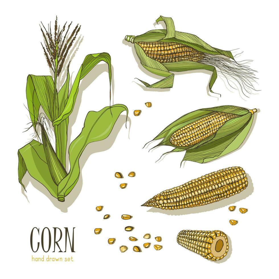 Set of corn plant. Colorful hand drawn collection maize. Vector illustration.