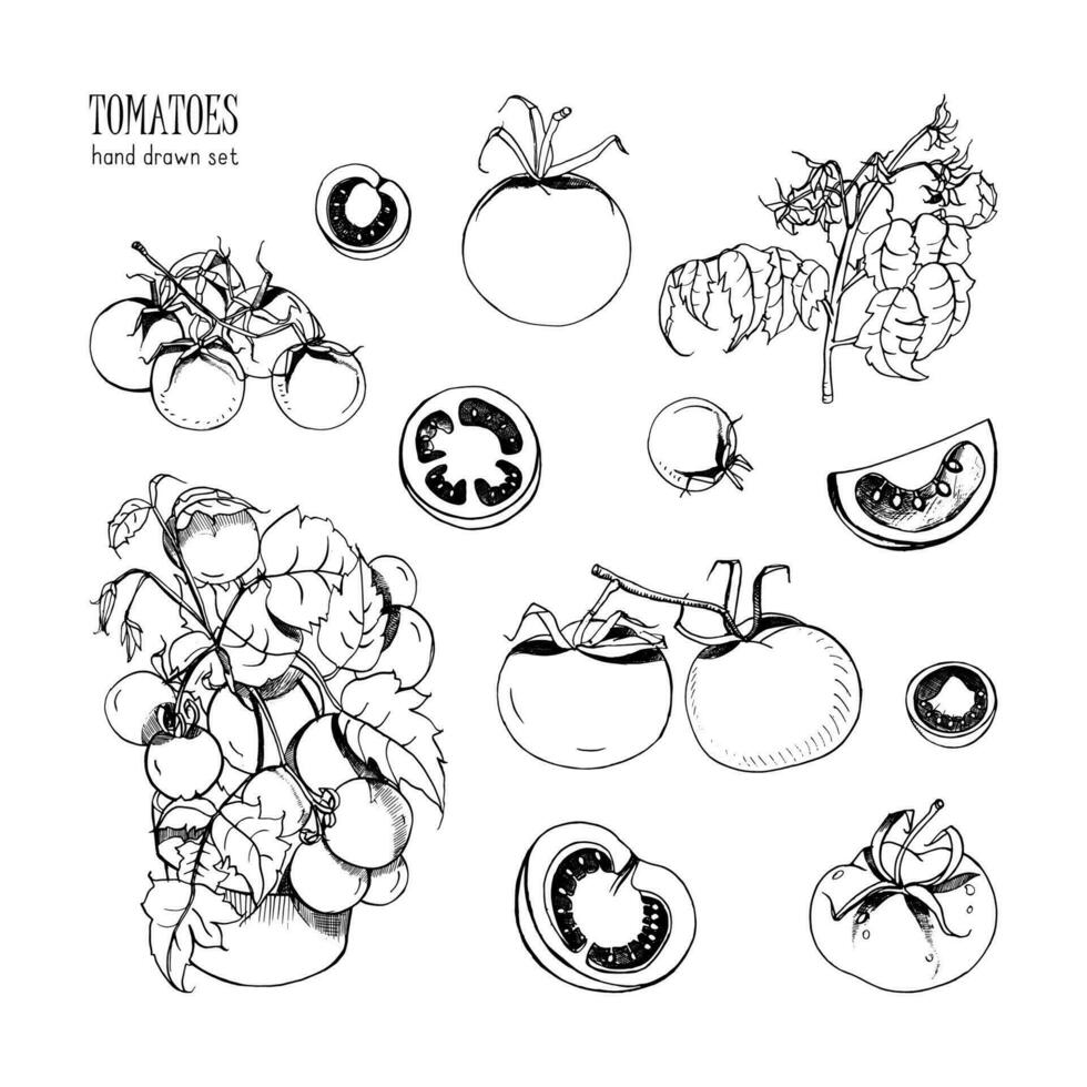 Hand drawn set of different tomatoes, branch, bush, part in a cut. Contourl vector illustration.