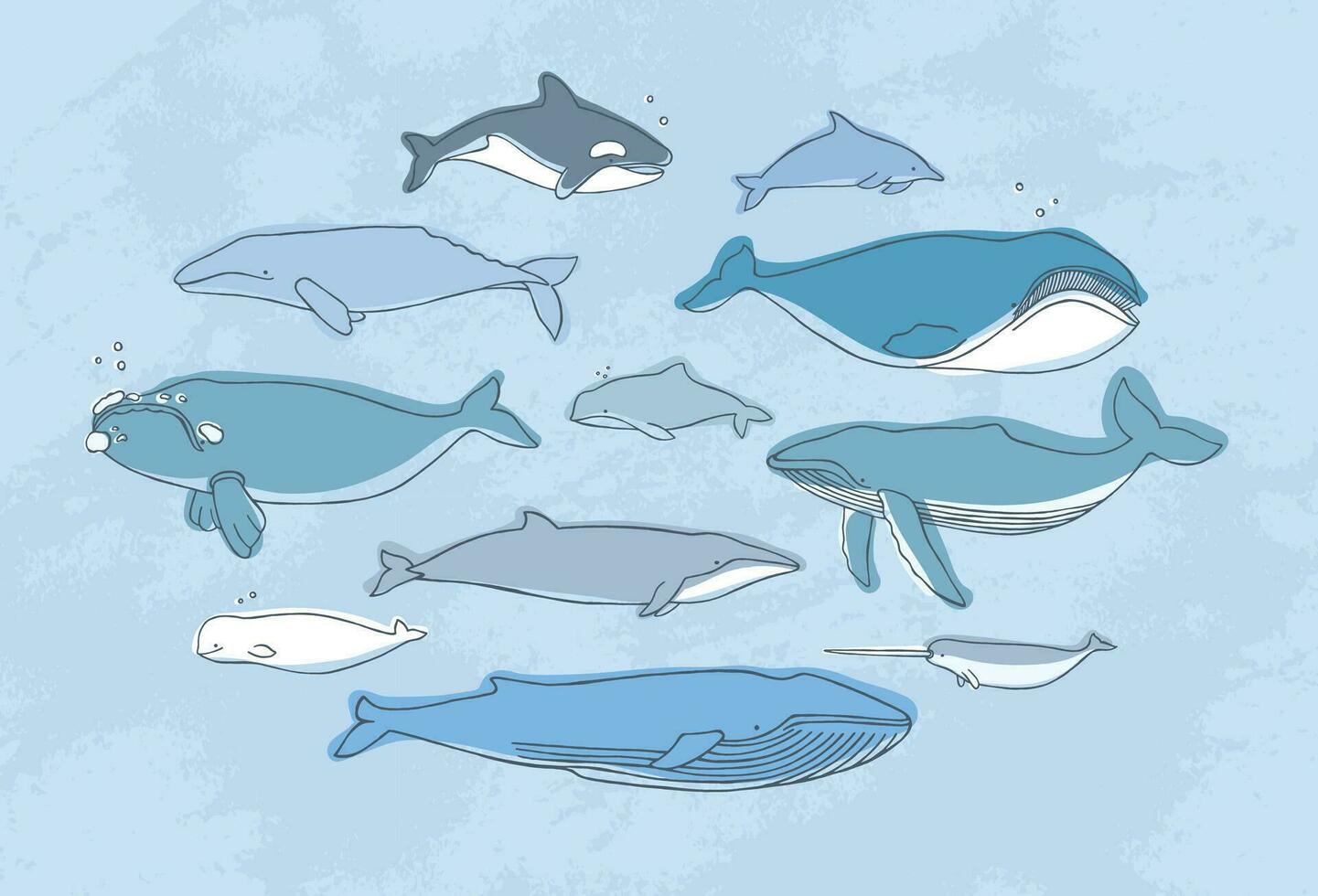 diferente ballena colocar. mano dibujado garabatear ilustración recopilación. vector