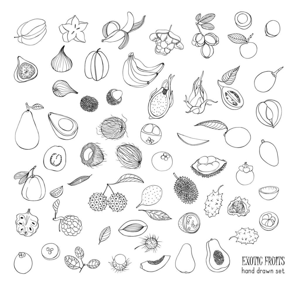 exotic tropical fruits hand drawn set. Collection of whole fruit and cutaway. Avocado, Ackee, Banana, Guava, Dogwood, Durian, Figs, Carambola, Kiwano, Coconut, Lychee, Longan, Mango, Mangosteen. vector