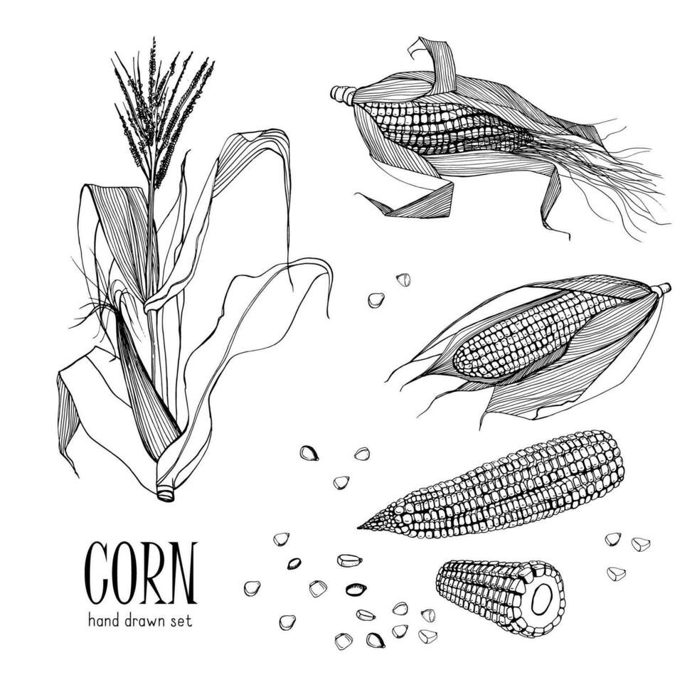 conjunto de maíz planta. contorno negro y blanco mano dibujado colección maíz. vector ilustración.