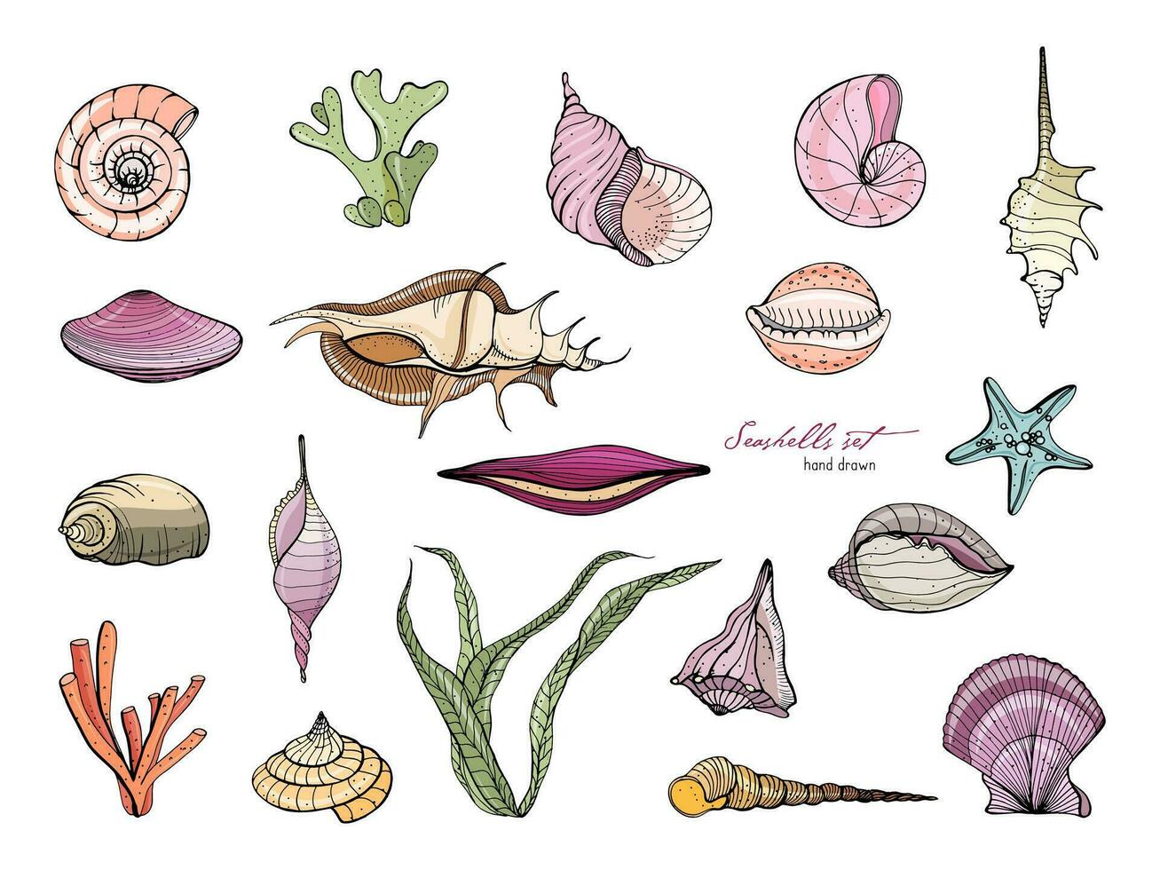 Hand drawn seashells collection. Vector colorful illustration.