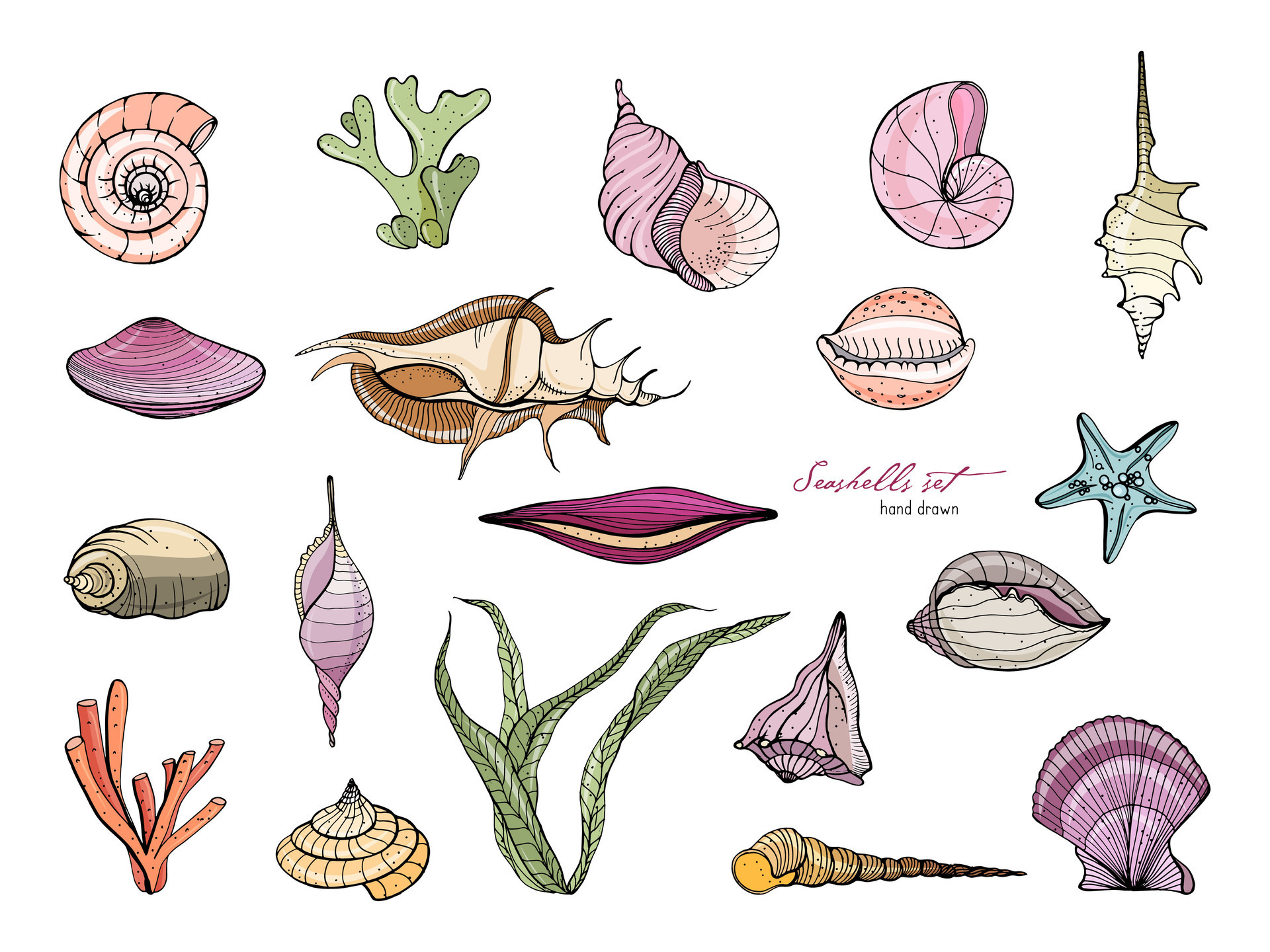 Hand drawn seashells collection. Vector colorful illustration. 32968403