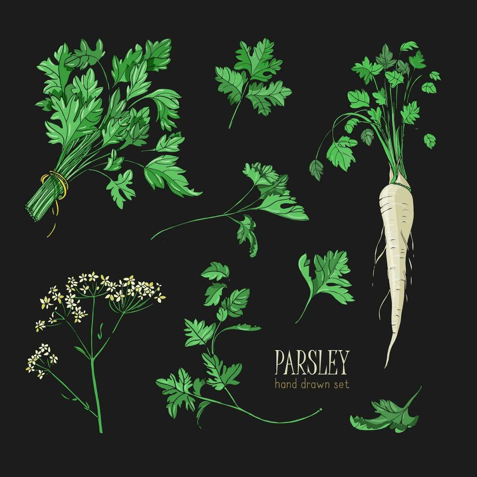 Parsley set. Hand drawn colorful collection with greens, bunch, leaf, root, flower. Vector illustration on black background.