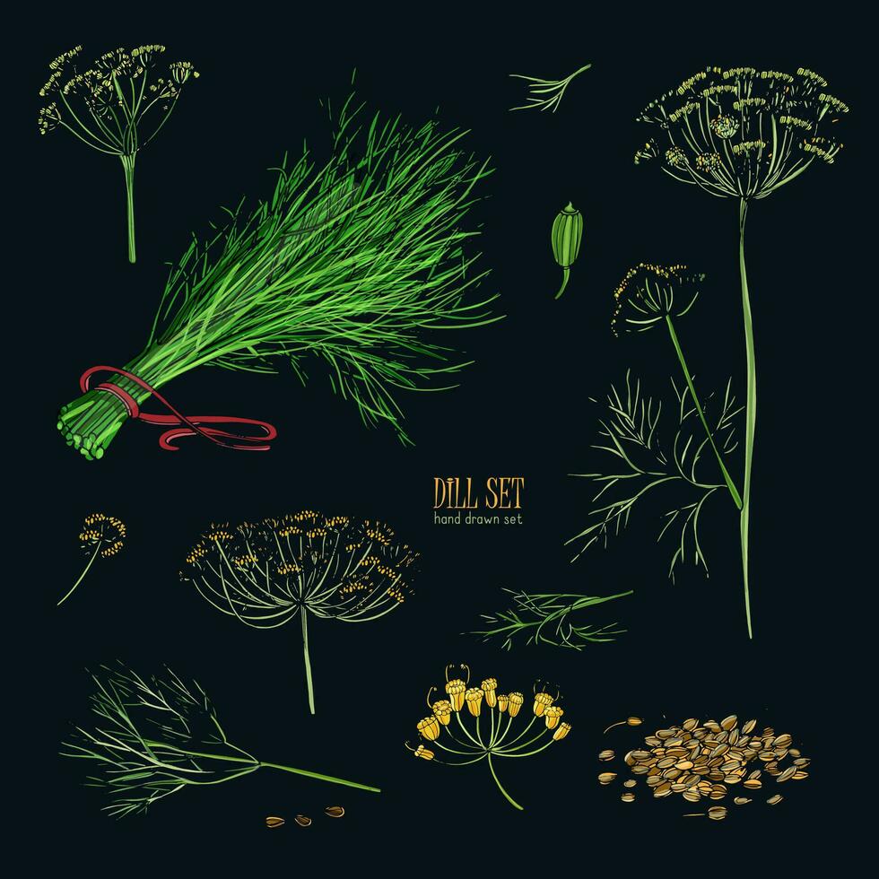 Dill set. Hand drawn colorful collection with greens, bunch, branch, flower, inflorescence, seeds. Vector illustration on black background.