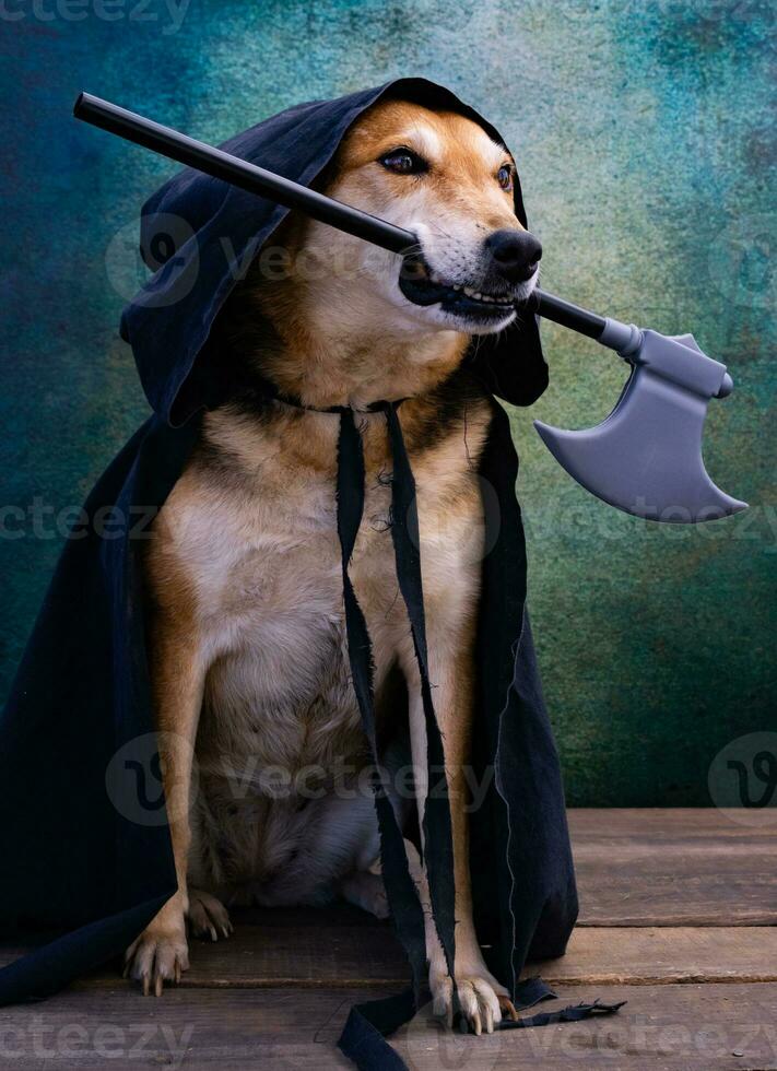 Dog dressed in a black cape with a hood and an ax in his mouth photo