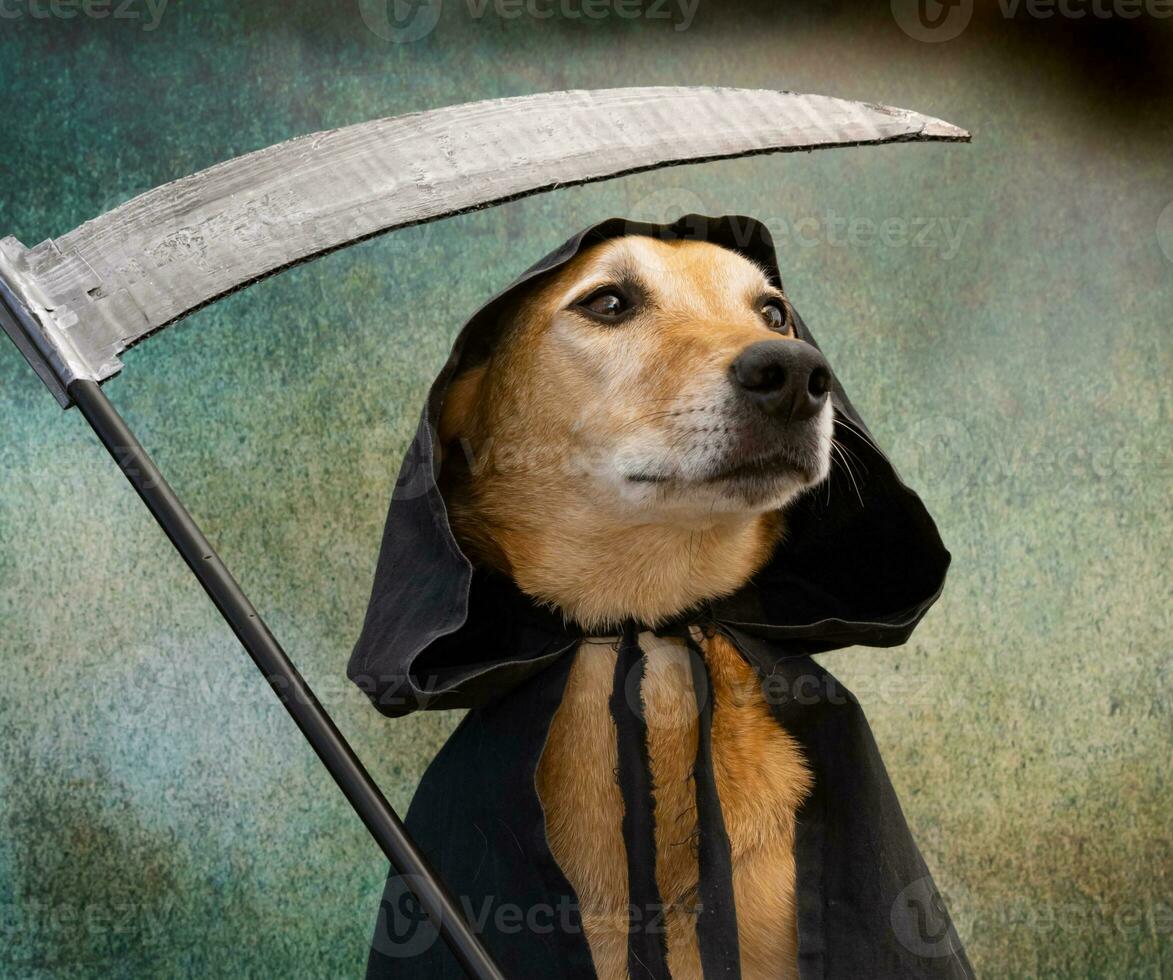 Dog dressed in black cape with hood and scythe photo