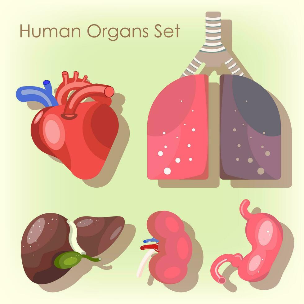 simple vector Internal Organs set, Heart liver stomach kidney and lungs