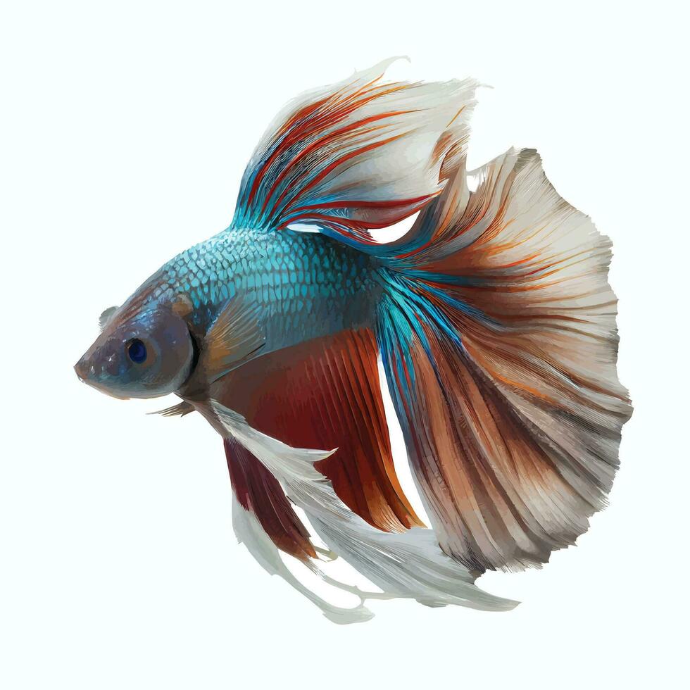 Vector illustration of a beautiful Siamese fighting fish on a white background.