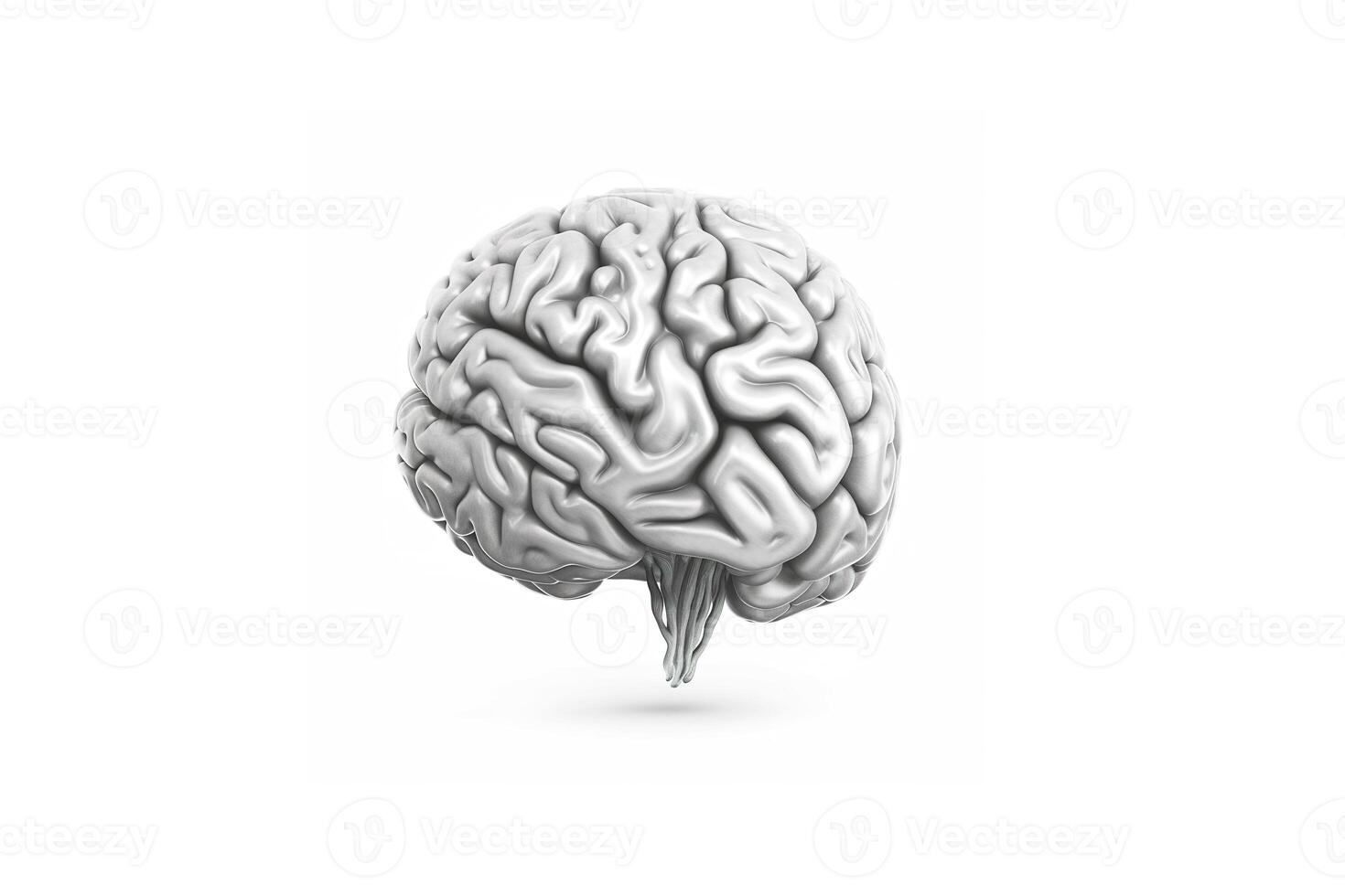 a brain is shown on a white background. photo