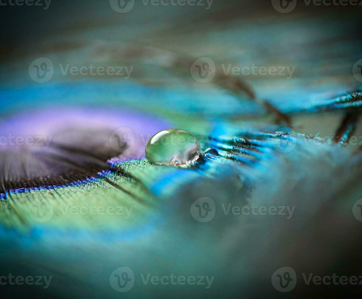 water drop on a peacock feather photo