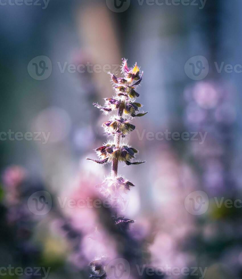 floreciente albahaca planta foto
