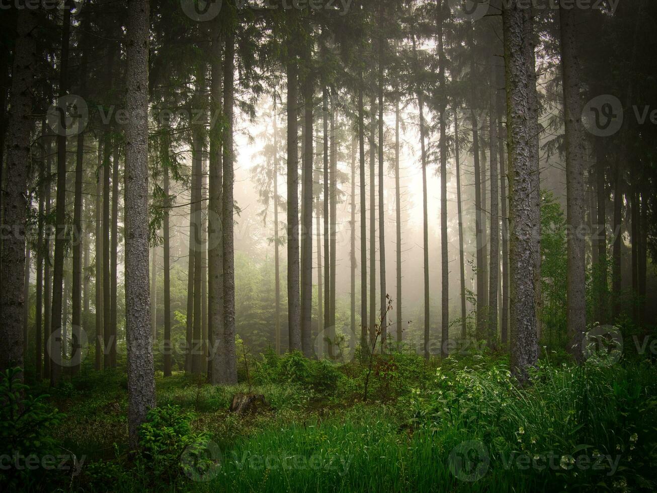 Mañana niebla en el bosque foto