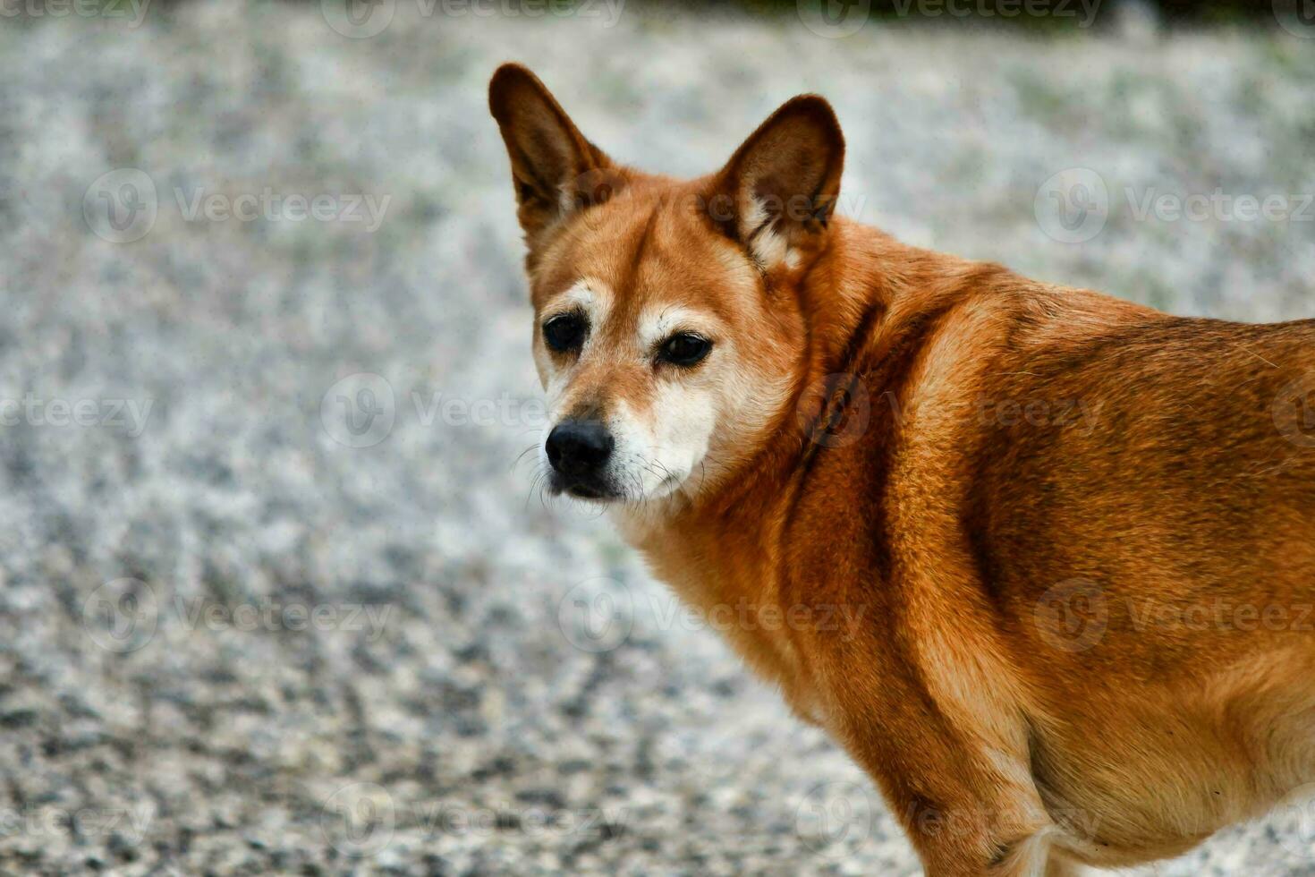 A cute dog photo