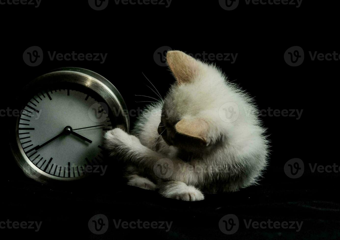 Kitten and clock photo