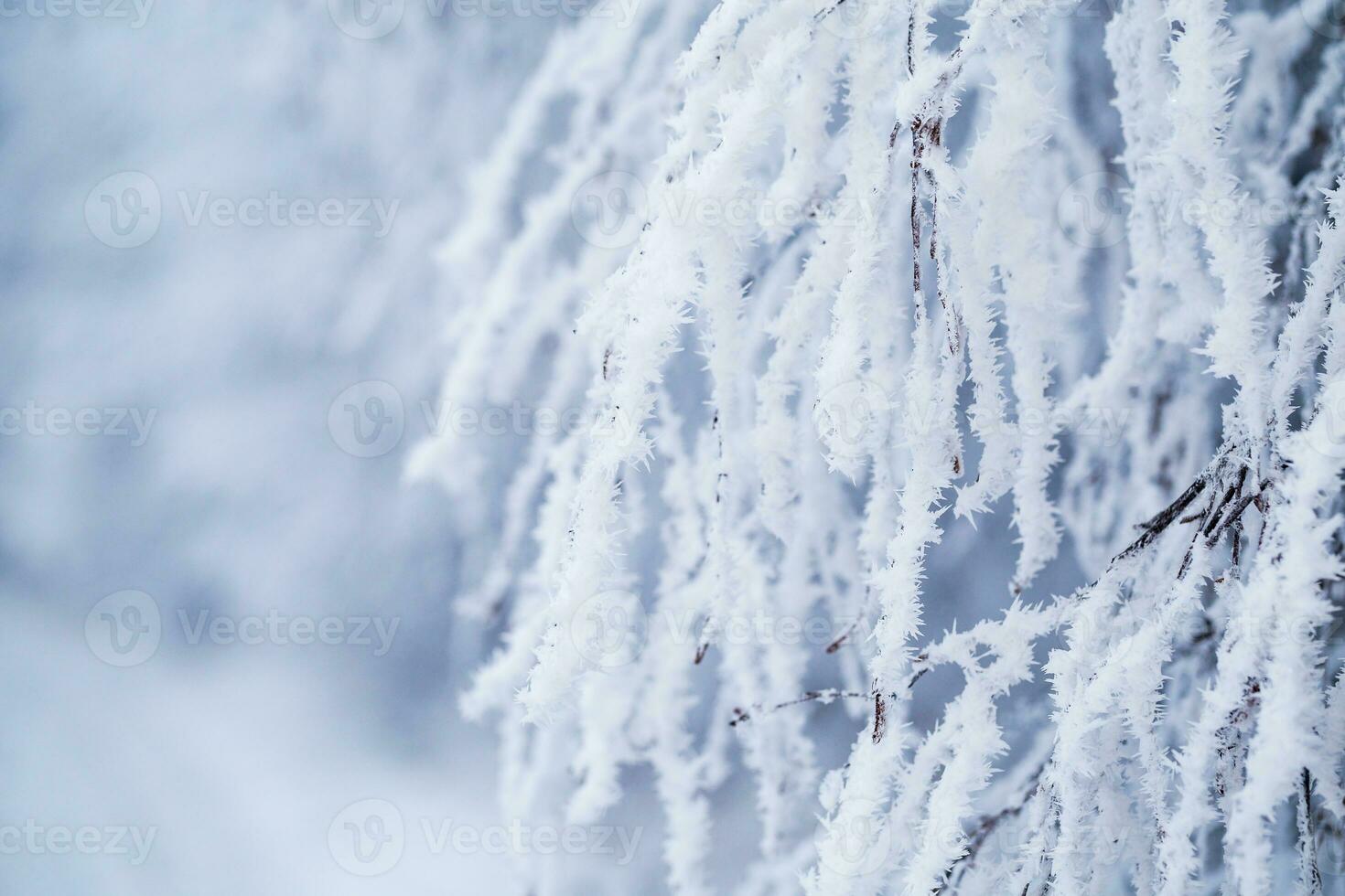 Deciduous tree branch covered with snow and frost. Christmas greeting card or background image for the winter season. photo