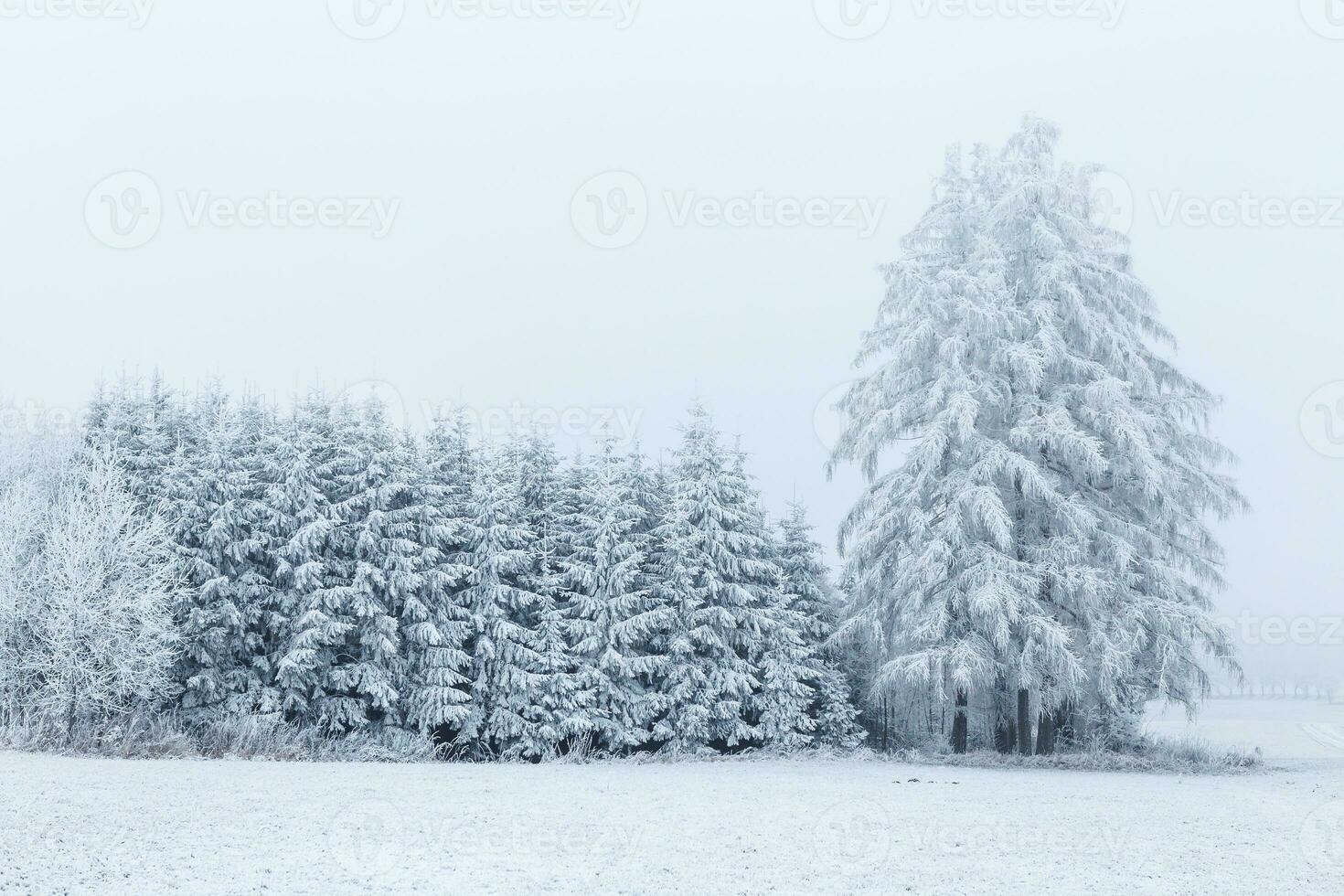 Winter landscape with frozen trees in field and blue sky photo