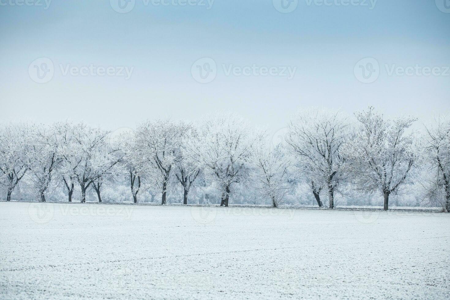 Winter landscape - row of trees in frost on winter field photo