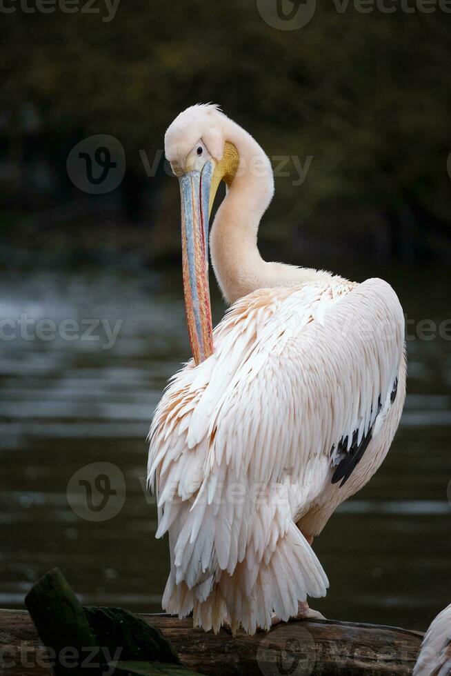 White pelican, Pelecanus onocrotalus photo