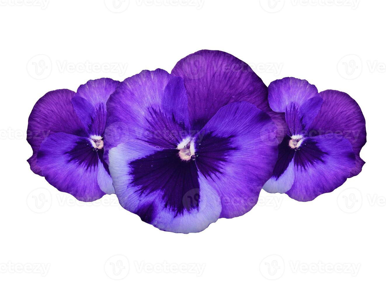 Purple pansy flowers photo