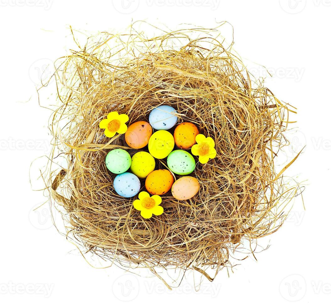 Easter eggs in the nest photo