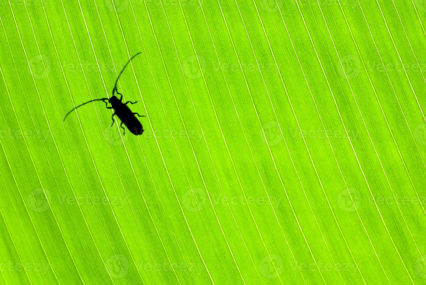 Little beetle on green background photo