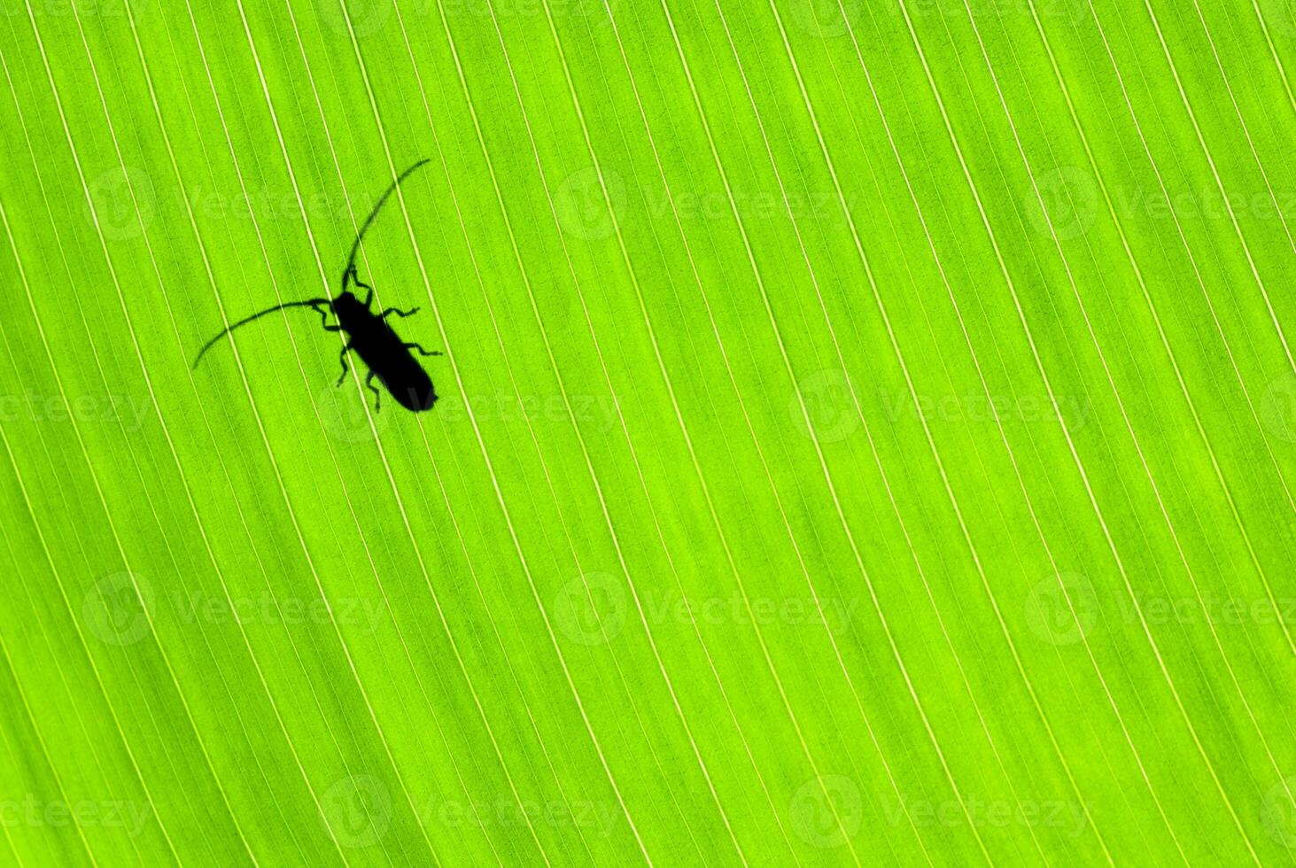 pequeño escarabajo en verde antecedentes foto