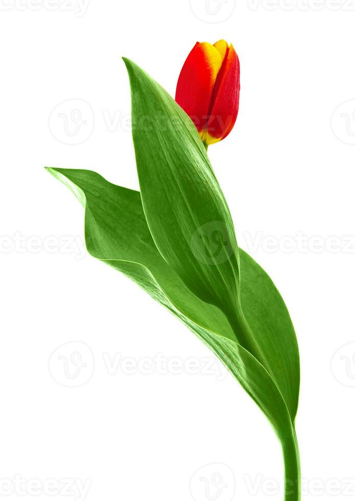 Red tulip flower photo