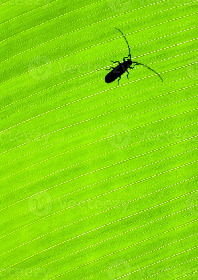 Green leaf background with a bug photo