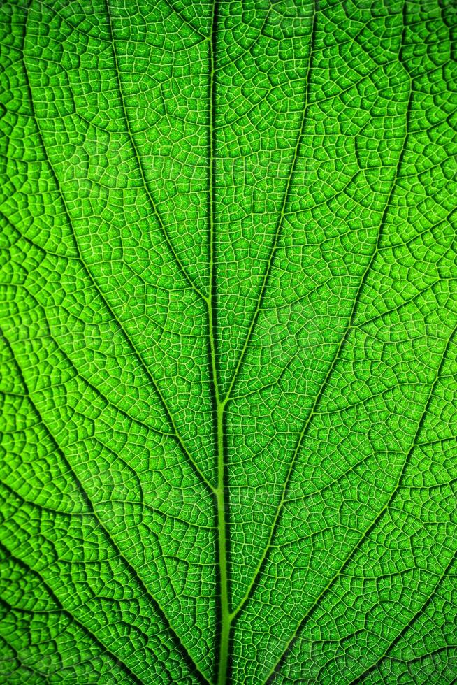 Green leaf background photo