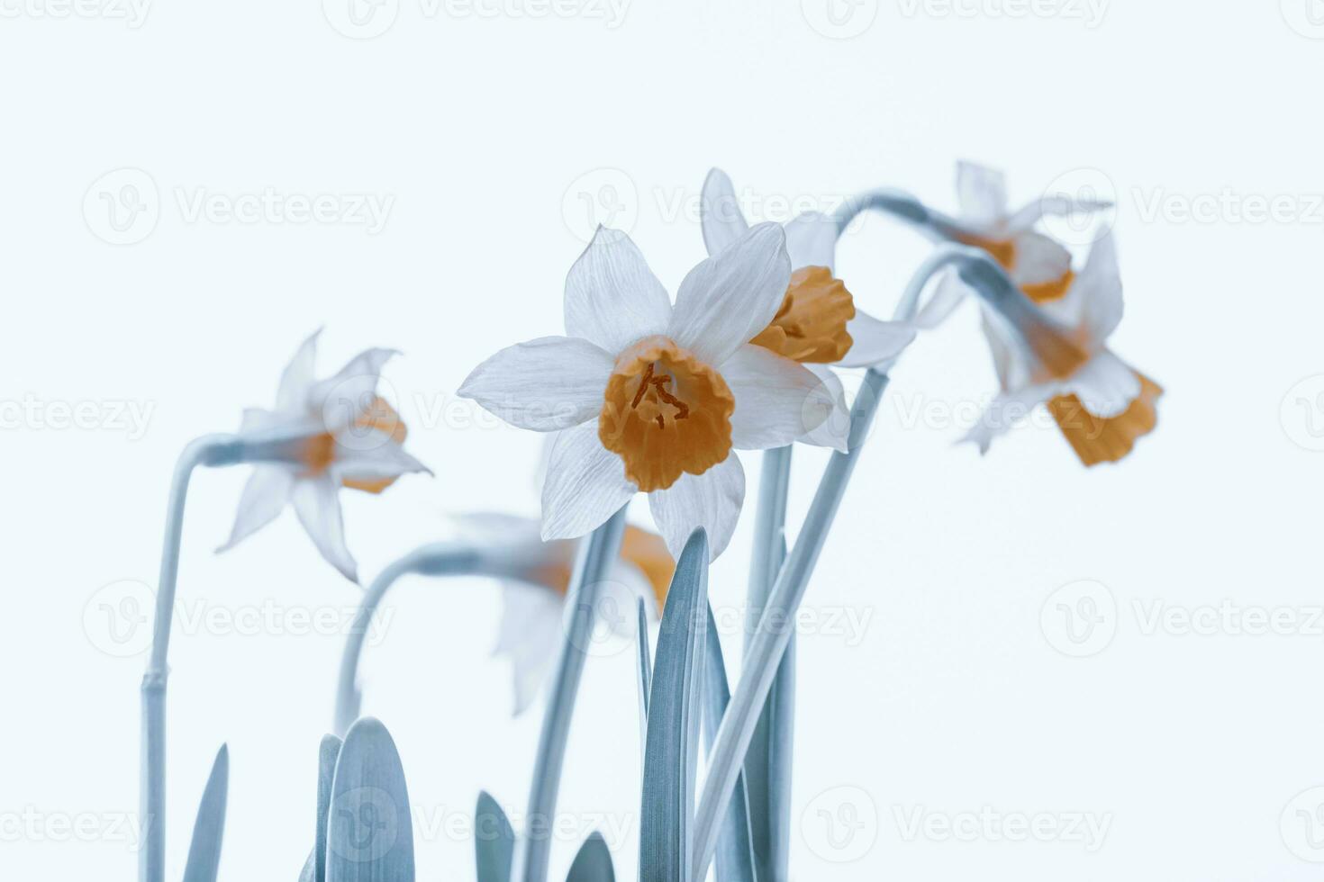 Fresh tender narcissus flower isolated photo