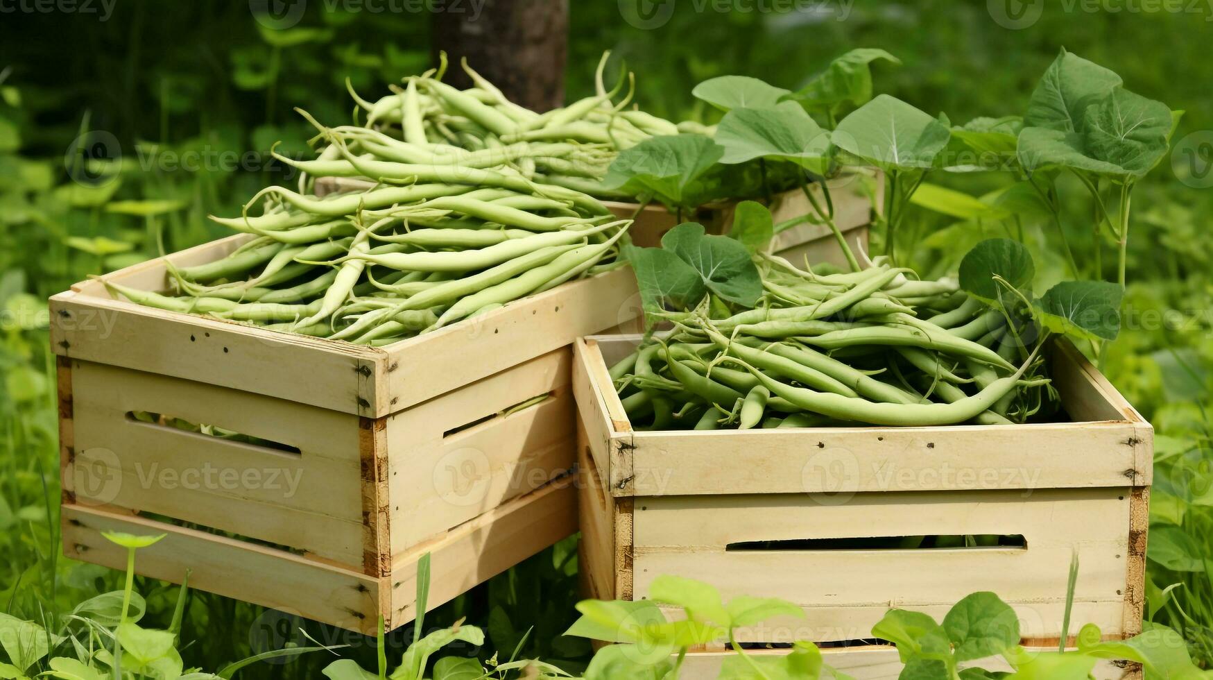 Freshly picked Yam bean fruit from garden placed in the boxes