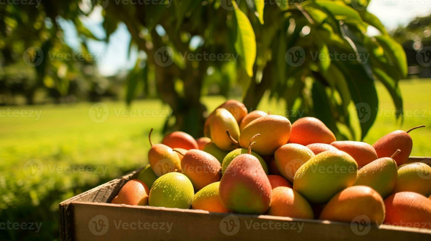 Freshly picked Saipan mango fruit from garden placed in the boxes. Generative AI photo