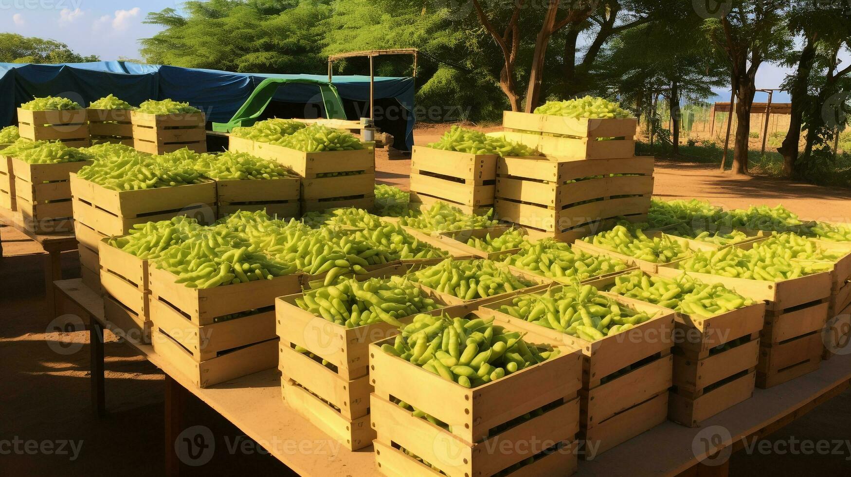 Freshly picked Moringa fruit from garden placed in the boxes. Generative AI photo