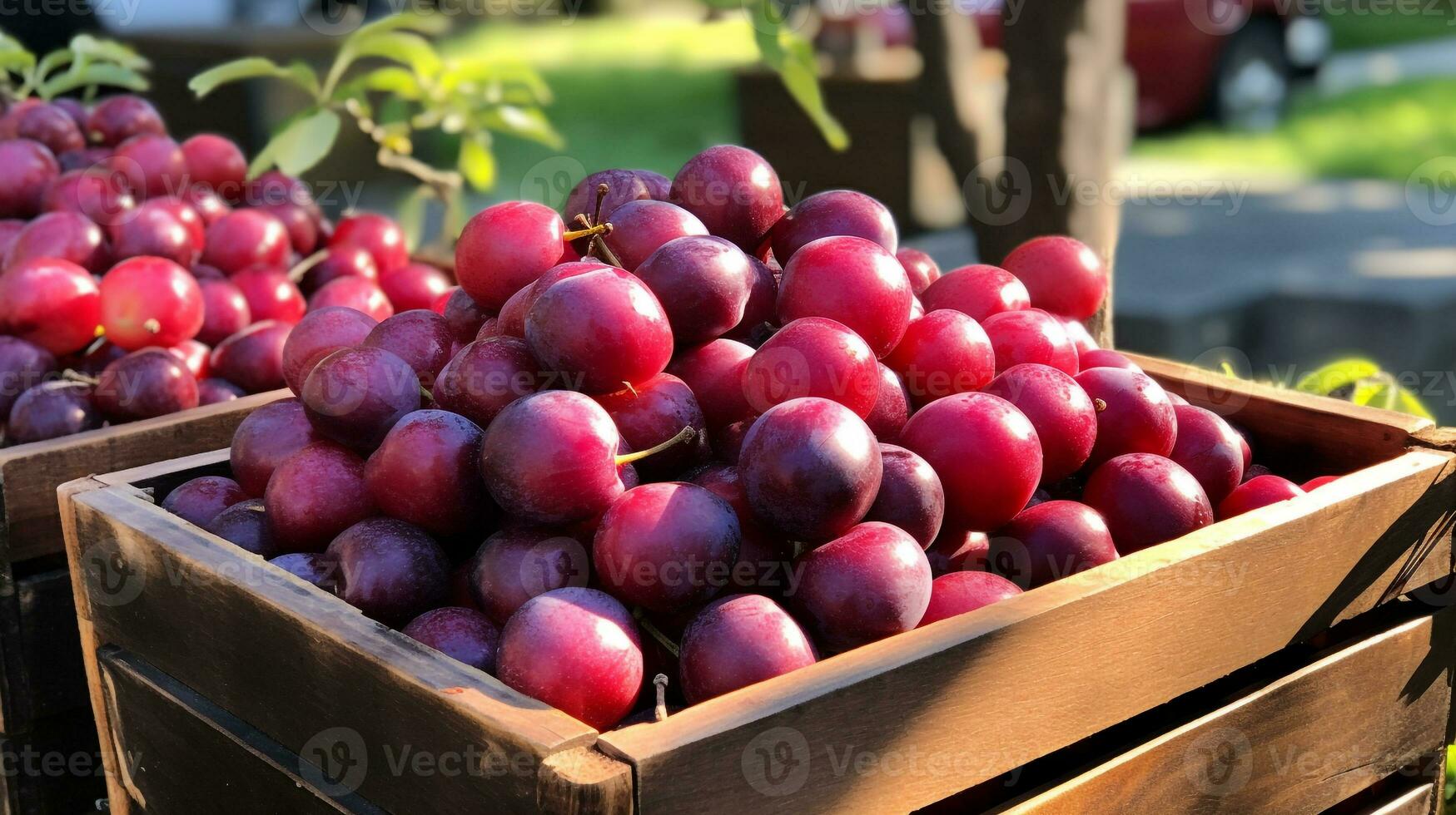 Freshly picked Japanese plum fruit from garden placed in the boxes. Generative AI photo